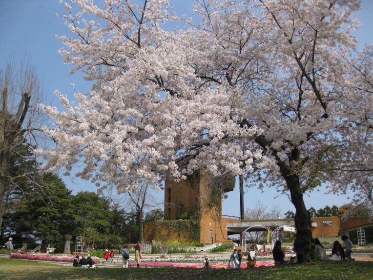 福岡市植物園のさくら