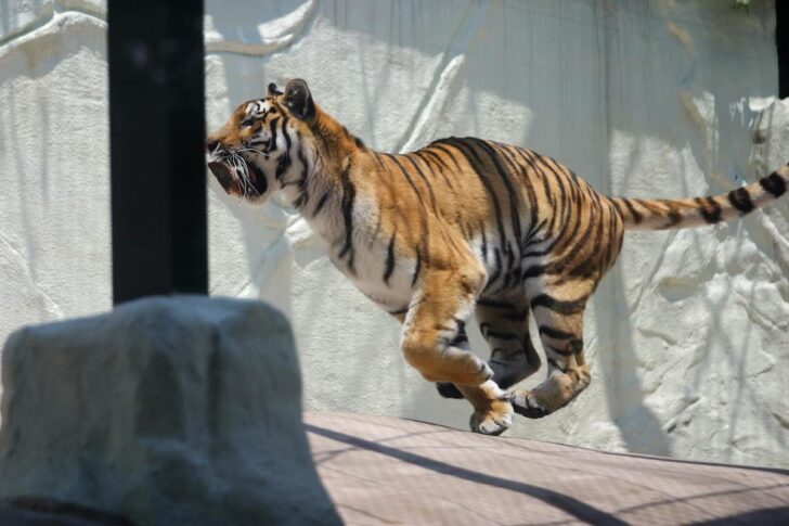 福岡市動物園のトラ