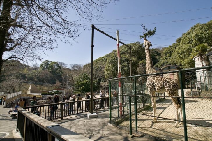 福岡市動物園のキリン