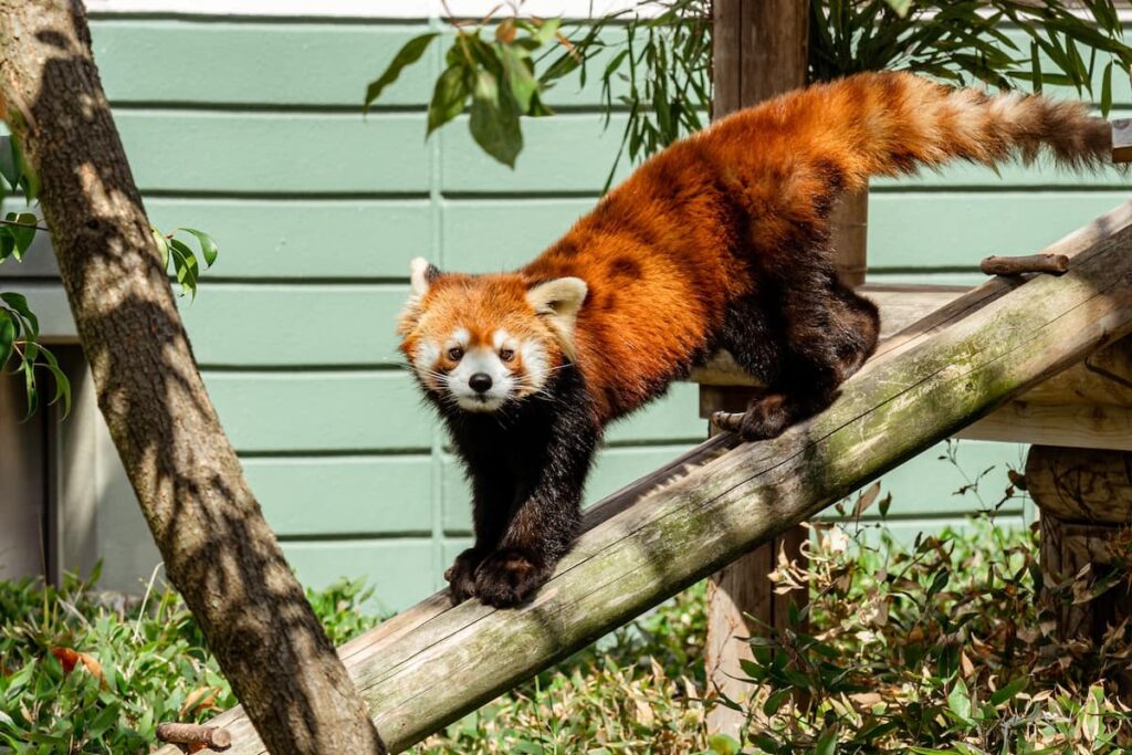 福岡市動物園のレッサーパンダ