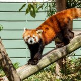 福岡市動物園のレッサーパンダ