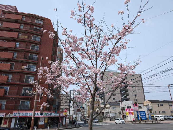 桜が満開の春に来てみたい場所