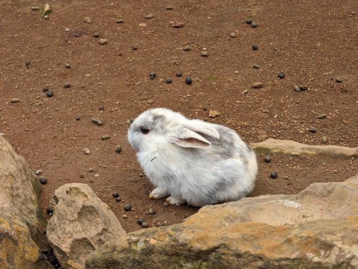 めちゃくちゃちっちゃくてかわいいウサギ