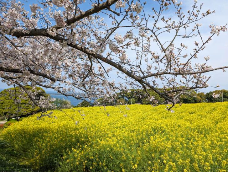 桜＆菜の花の夢のコラボレーション写真が撮れる