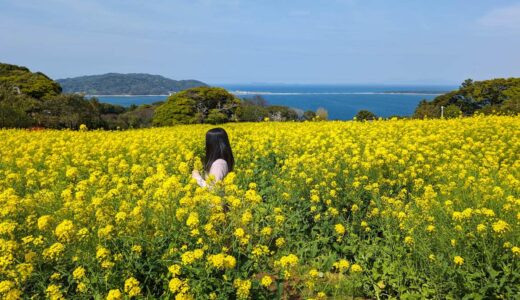 のこのしまアイランドパークは姪浜からフェリーとバスですぐ。季節の花が美しく、1日中遊べるスポット