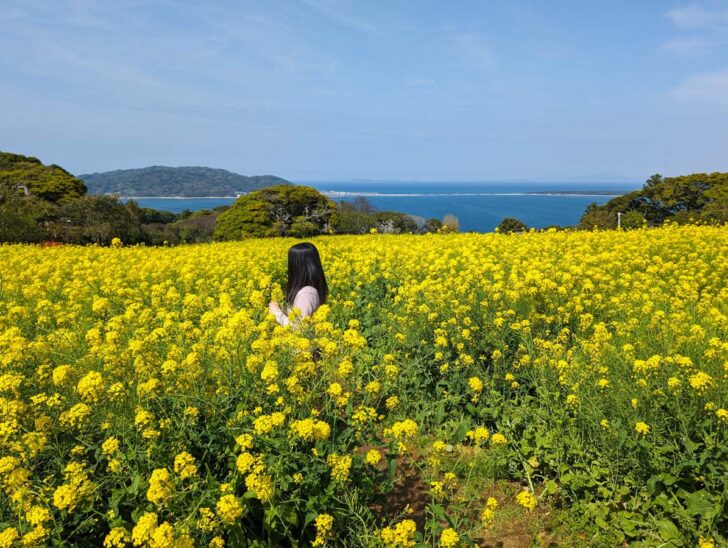 菜の花畑には小道も通っているので、鮮やかな黄色の中にたたずむ写真も撮り放題